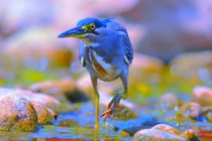 英超联赛调皮图标，那些让人忍俊不禁的球队标志英超联赛调皮图标