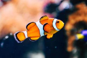 英超联赛，logos壁纸背后的优雅与力量英超联赛logo壁纸